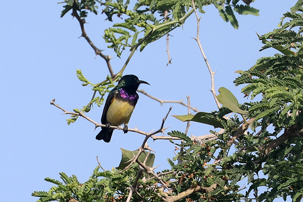 Variable Sunbird